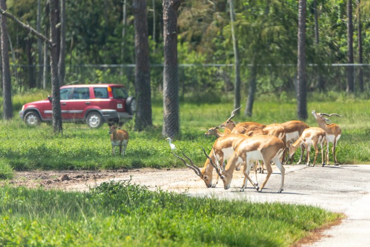 a herd of cattle walking across a grass covered field