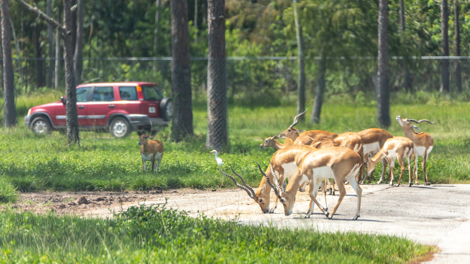 a herd of cattle walking across a grass covered field