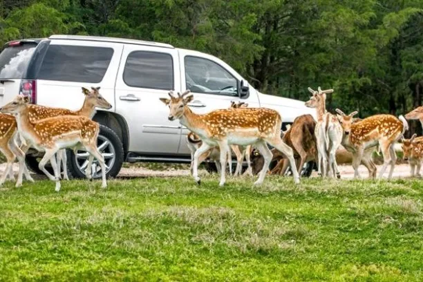 a herd of cattle standing on top of a car