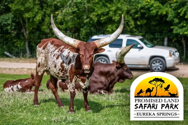 a cow is standing in the grass