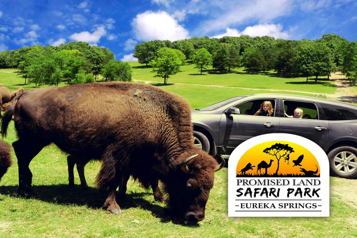 a herd of sheep standing on top of a grass covered field