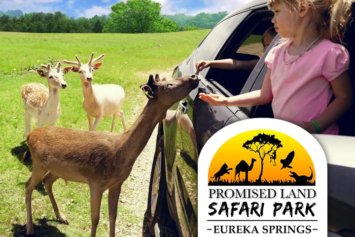 a herd of sheep standing on top of a grass covered field