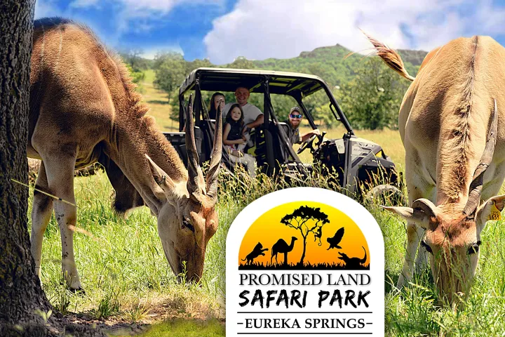 a herd of animals standing on top of a grass covered field