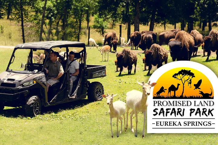 a herd of sheep standing on top of a grass covered field