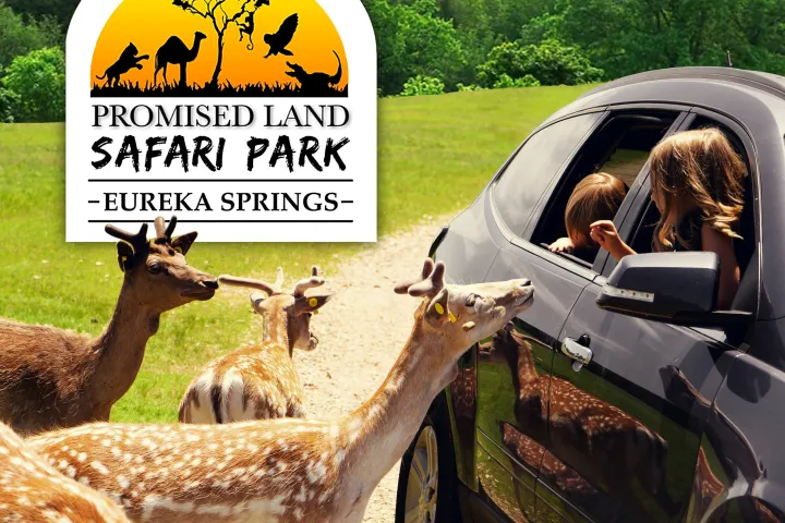 a herd of sheep standing on top of a grass covered field