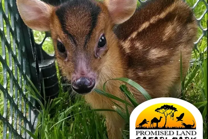 a close up of a deer