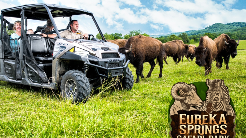 a herd of elephants walking across a grass covered field