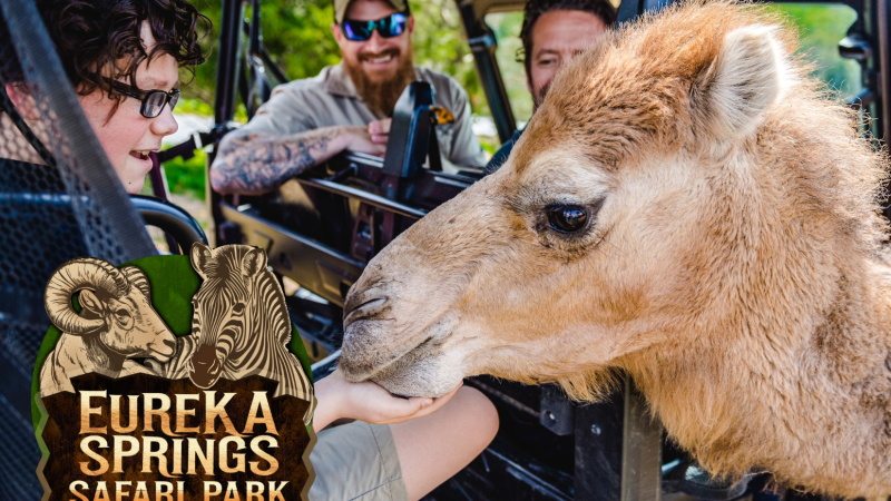 a person petting a giraffe