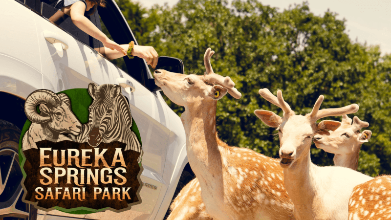 a herd of sheep standing on top of a field